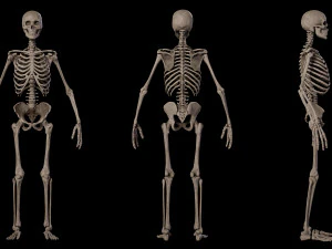 Esqueleto masculino humanoide Modelo 3D