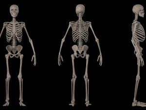 Esqueleto masculino humanoide Modelo 3D