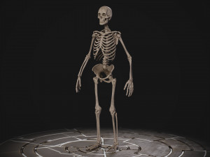 Humanoid Male Skeleton Modelo 3D
