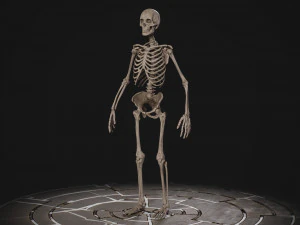 Esqueleto masculino humanoide Modelo 3D