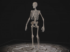 Humanoid Male Skeleton Modelo 3D