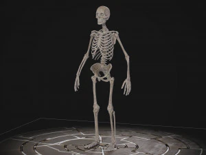 Esqueleto masculino humanoide Modelo 3D