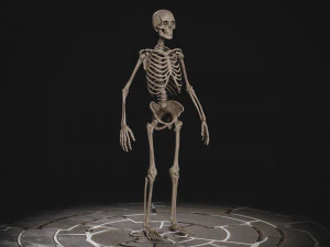 Esqueleto masculino humanoide Modelo 3D