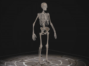 Humanoid Male Skeleton Modelo 3D