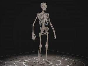 Esqueleto masculino humanoide Modelo 3D