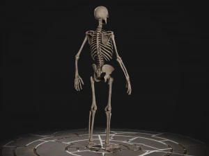 Esqueleto masculino humanoide Modelo 3D