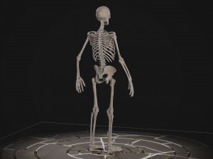 Humanoid Male Skeleton Modelo 3D