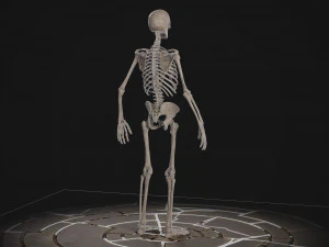 Esqueleto masculino humanoide Modelo 3D