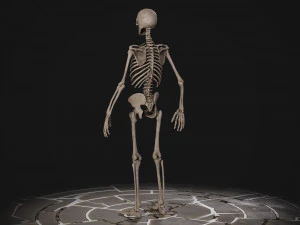 Esqueleto masculino humanoide Modelo 3D