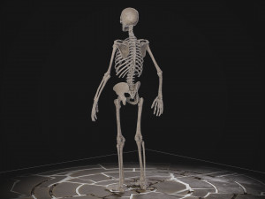 Humanoid Male Skeleton Modelo 3D