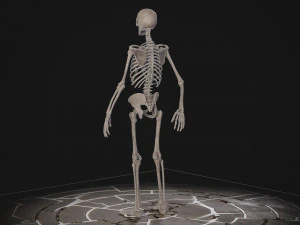 Esqueleto masculino humanoide Modelo 3D