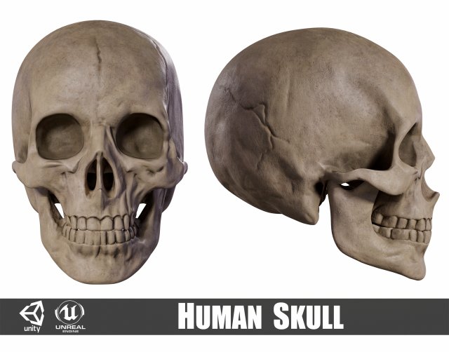 Humanoid Male Skull Modelo 3D .c4d .max .obj .3ds .fbx .stl .blend 
