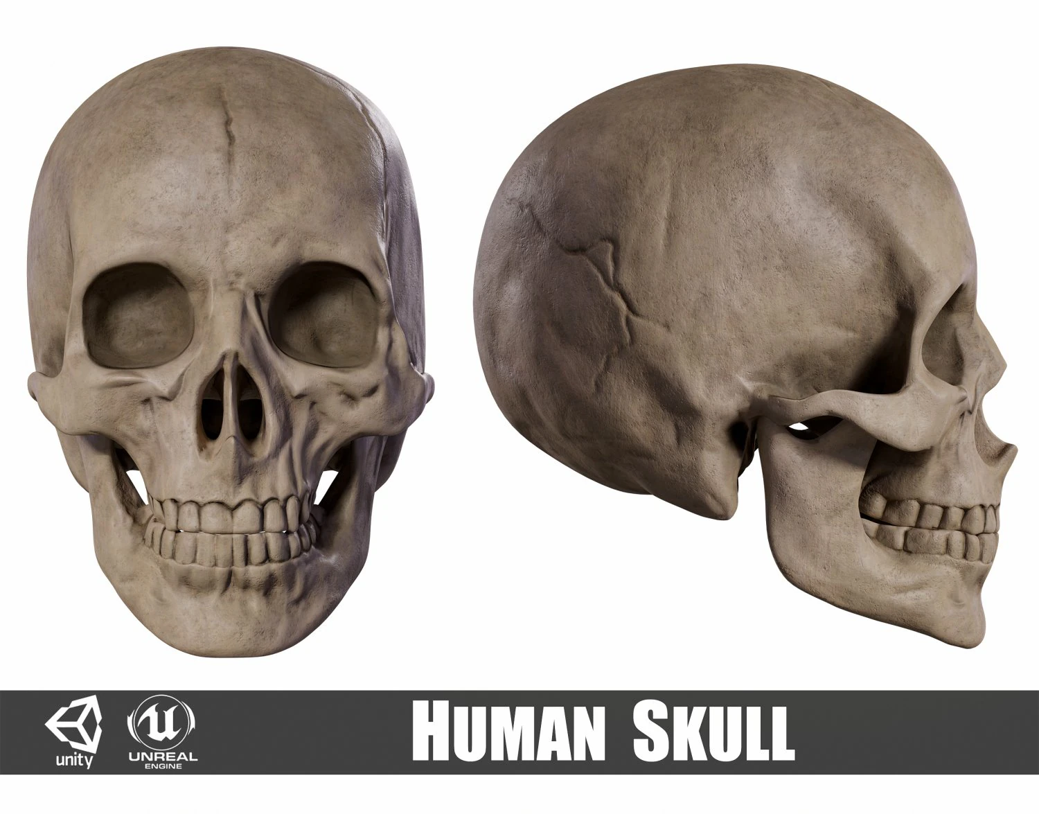 Humanoid Male Skull 3D Model .c4d .max .obj .3ds .fbx .stl .blend 