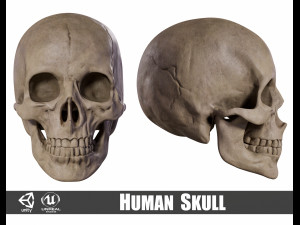 Humanoid Male Skull 3D Model