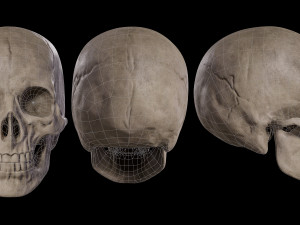Humanoid Male Skull Modelo 3D