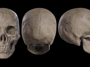 Humanoid Male Skull 3D Model