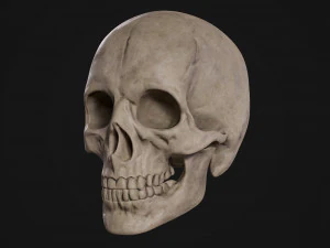 Humanoid Male Skull 3D Model
