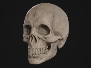 Humanoid Male Skull 3D Model