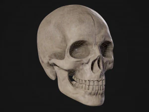 Humanoid Male Skull 3D Model