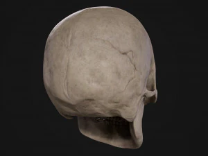 Humanoid Male Skull 3D Model
