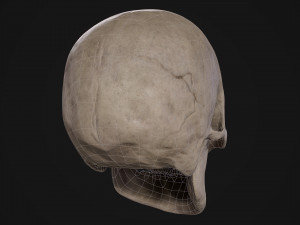 Humanoid Male Skull Modelo 3D