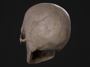 Humanoid Male Skull 3D Model