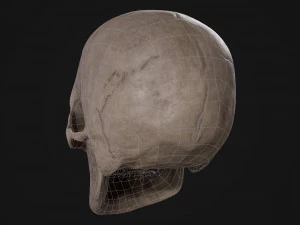 Humanoid Male Skull 3D Model