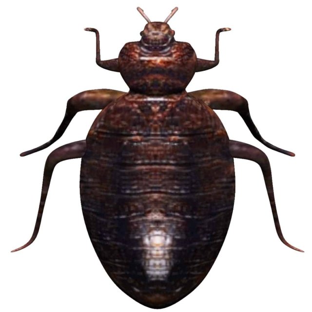 bedbug bed bug Model 3D .c4d .max .obj .3ds .fbx .stl .blend 