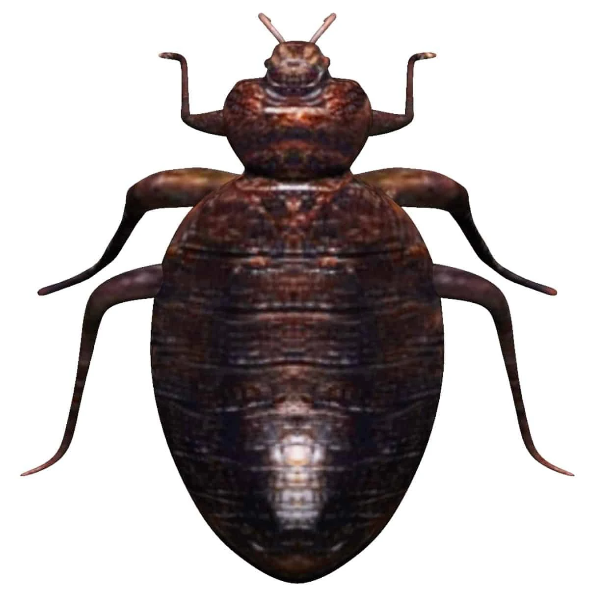 bedbug bed bug 3D Model .c4d .max .obj .3ds .fbx .stl .blend 