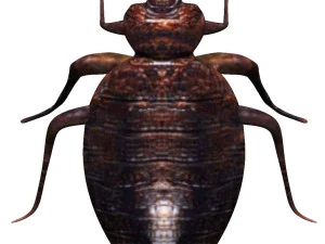 bedbug bed bug 3D Model