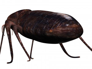 bedbug bed bug Model 3D