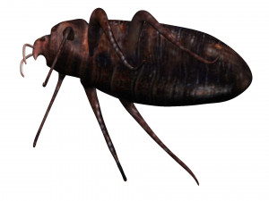 bedbug bed bug Model 3D