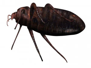 bedbug bed bug 3D Model