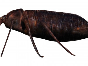 bedbug bed bug Model 3D