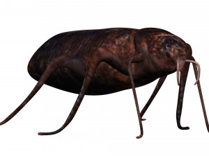 bedbug bed bug Model 3D