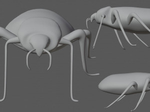 bedbug bed bug Model 3D