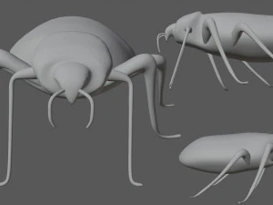 bedbug bed bug 3D Model