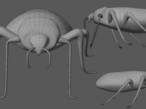 bedbug bed bug Model 3D