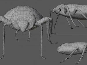 bedbug bed bug 3D Model