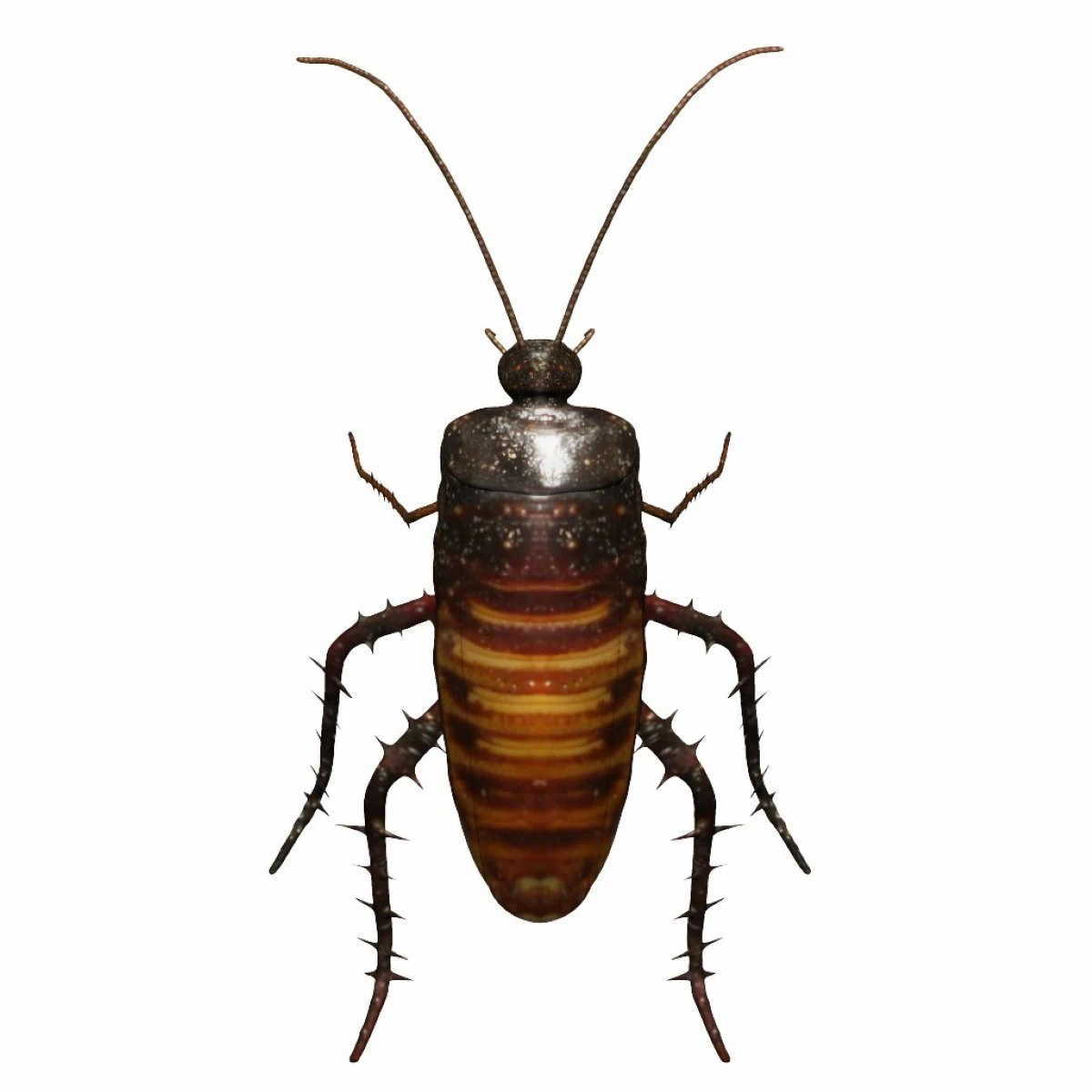 madagascar hissing cockroach 3D Model .c4d .max .obj .3ds .fbx .stl .blend 