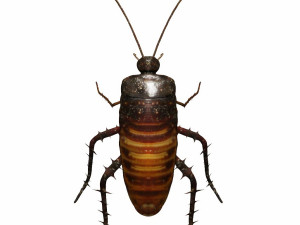 madagascar hissing cockroach 3D Model