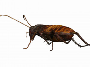 madagascar hissing cockroach Modelo 3D
