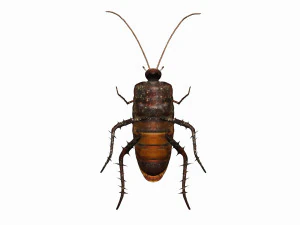 madagascar hissing cockroach 3D Model