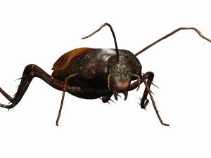 madagascar hissing cockroach 3D Model