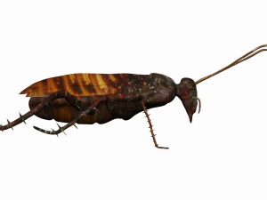 madagascar hissing cockroach 3D Model