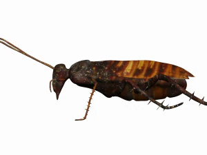 madagascar hissing cockroach 3D Model