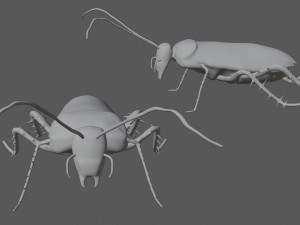 madagascar hissing cockroach Modelo 3D