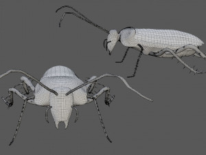 madagascar hissing cockroach Modelo 3D