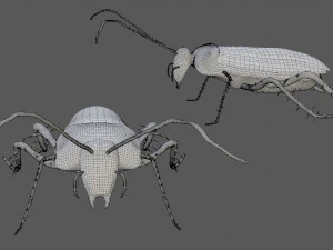 madagascar hissing cockroach 3D Model