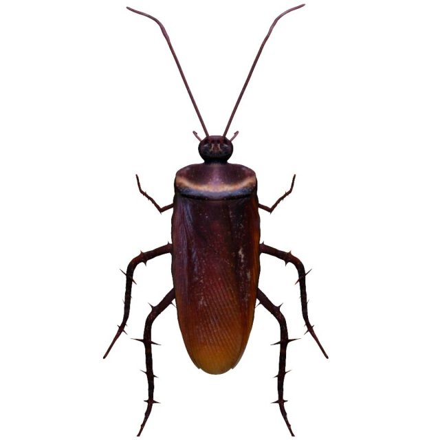 home cockroach Modello 3D .c4d .max .obj .3ds .fbx .stl .blend 